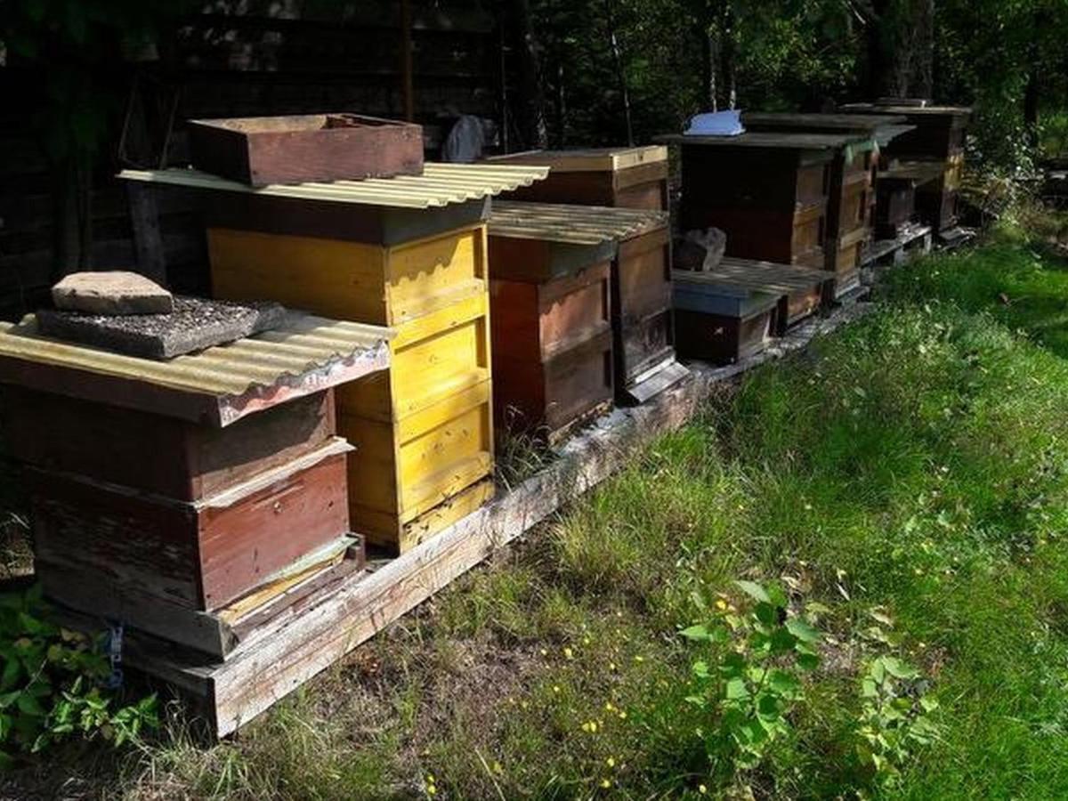 Haus Zur Bienenweide Apartment Schoemberg  Luaran gambar
